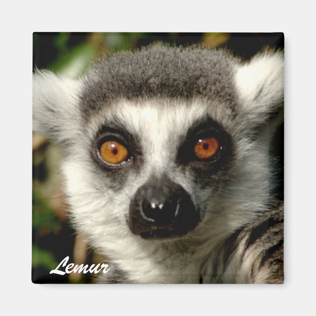 Imán Lemur1 Magnet (Frente)