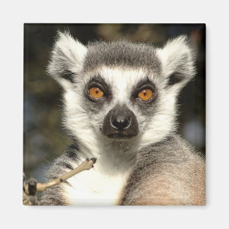 Imán Lemur2 Magnet