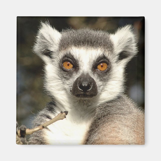 Imán Lemur2 Magnet (Frente)