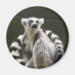 Imán Lemur Anillo-atado