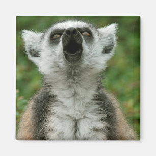 Imán Lemur Anillo-Atado