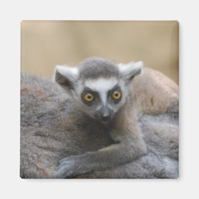Imán Lemur Baby Magnet (Frente)