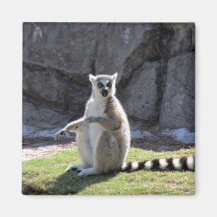 Imán Lemur con cola de anillo