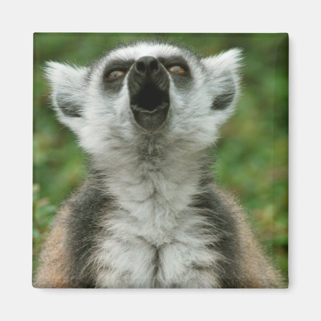 Imán Lemur con cola de anillo (Frente)