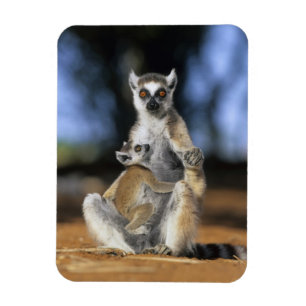 Imán Lémur de cola anillada, (Lemur catta), Madre y