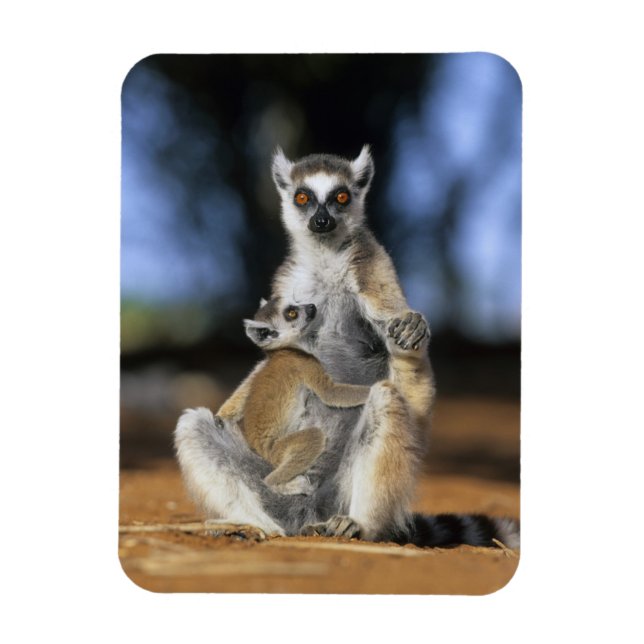 Imán Lémur de cola anillada, (Lemur catta), Madre y (Vertical)