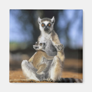 Imán Lémur de cola anillada, (Lemur catta), Madre y