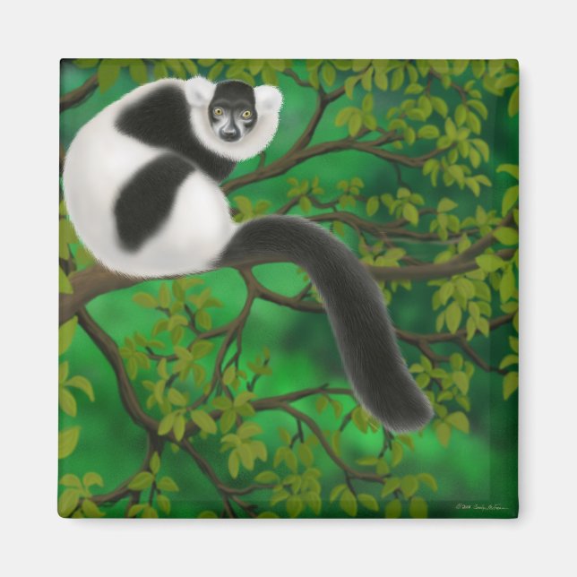 Imán Lemur de Rufa blanca y negra (Frente)