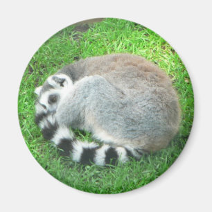 Imán Lemur el dormir en hierba