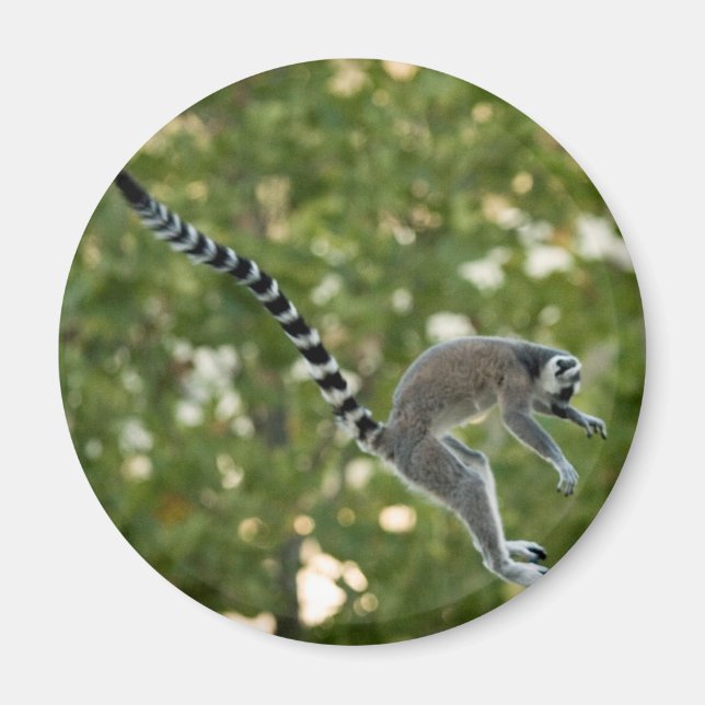 Imán Lemur Jump Magnet (Frente)