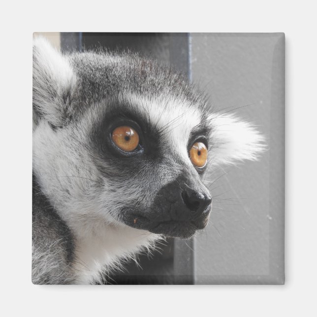 Imán Lemur Magnet (Frente)
