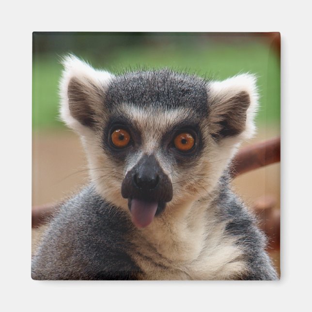 Imán Lemur Magnet (Frente)