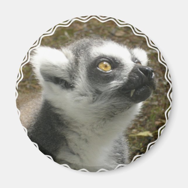 Imán Lemur Photo Magnet (Frente)