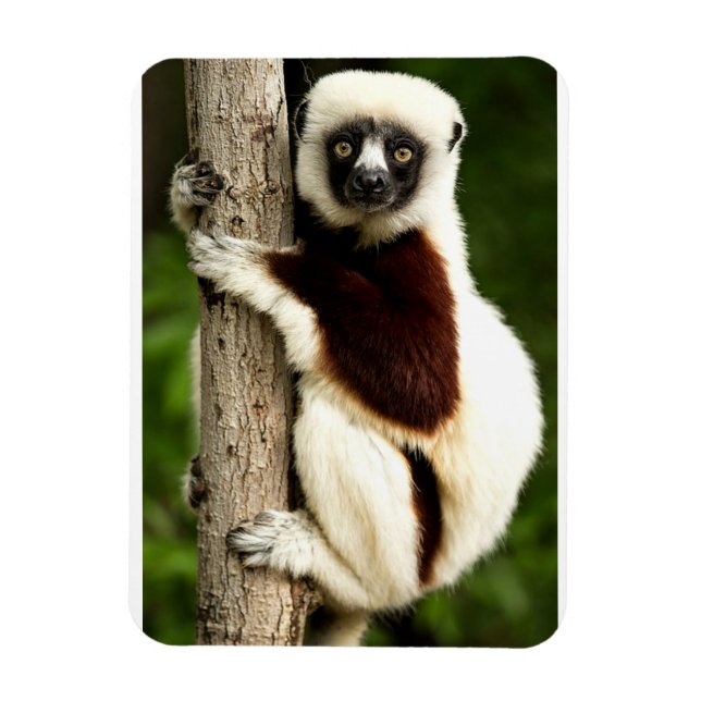 Imán Lémur Sifaka en el bosque de Madagascar (Vertical)
