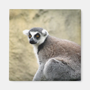 Imán lemur stare