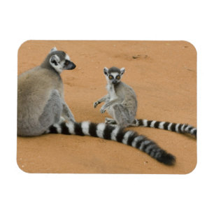 Imán Lémures de cola anillada, (Lemur catta), Berenty