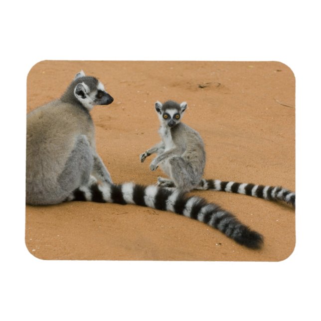 Imán Lémures de cola anillada, (Lemur catta), Berenty (Horizontal)
