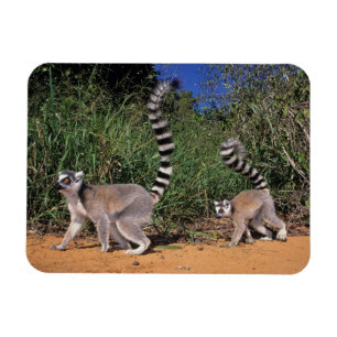 Imán Lémures de cola anillada (Lemur Catta), Berenty