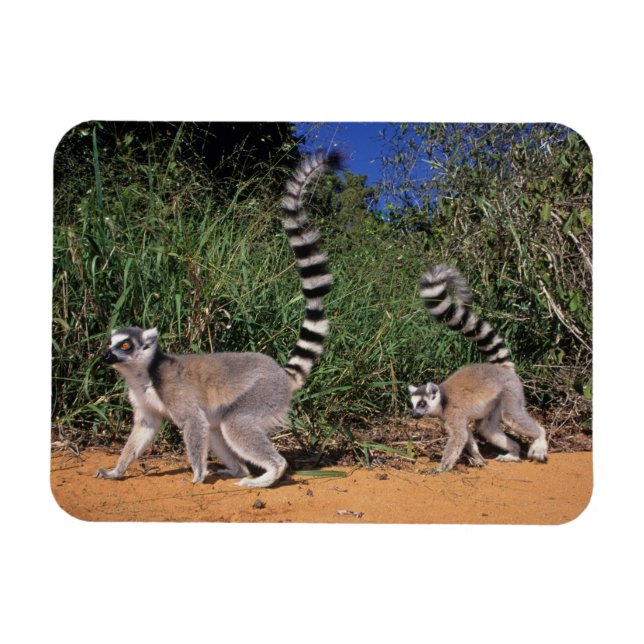 Imán Lémures de cola anillada (Lemur Catta), Berenty (Horizontal)