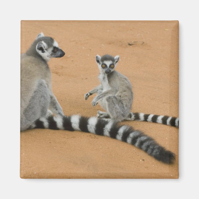 Imán Lémures de cola anillada, (Lemur catta), Berenty (Frente)