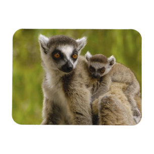 Imán Lémures de cola anillada (Lemur catta) Madre e hij