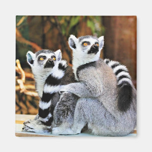 Imán Lemurs adorables