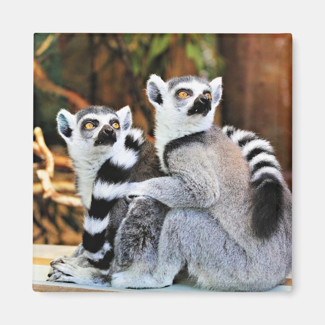 Imán Lemurs adorables (Frente)