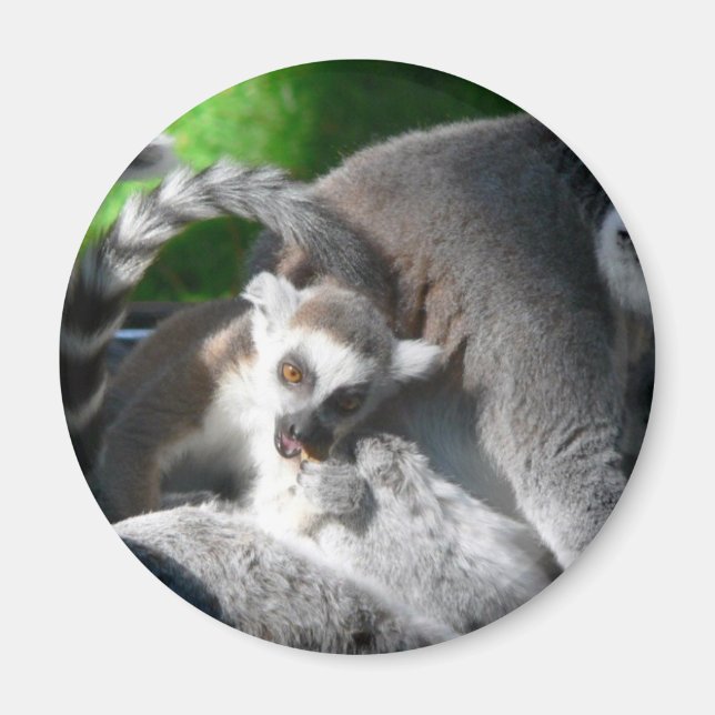 Imán Lemurs Eating (Frente)