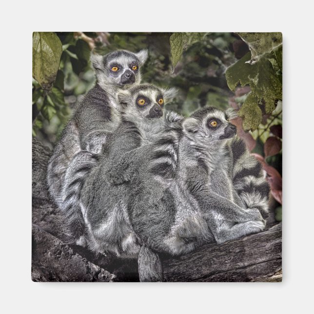 Imán Lemurs Ringtail Magnet (Frente)