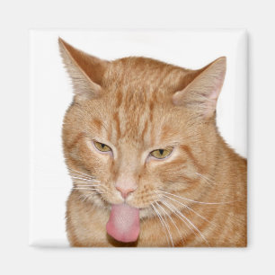 Imán Lengua de los gatos