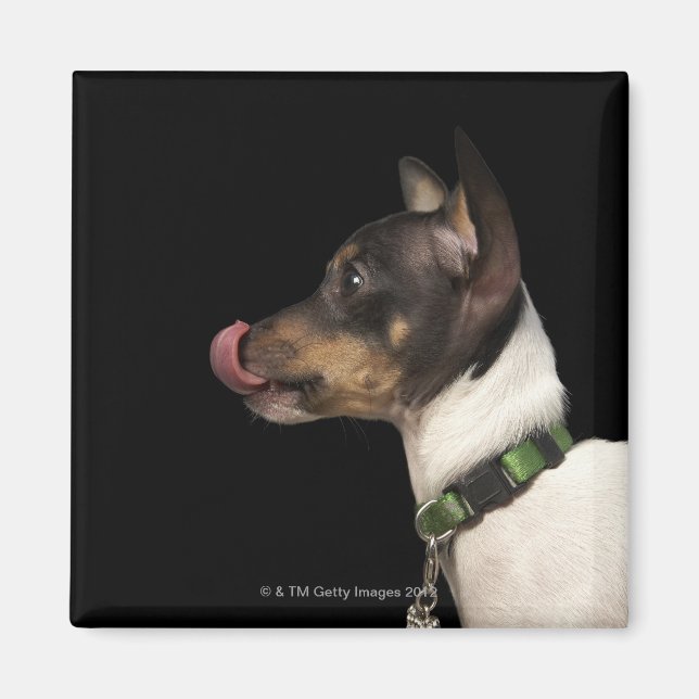 Imán Lengua de negro y blanco Rat Terrier (Frente)