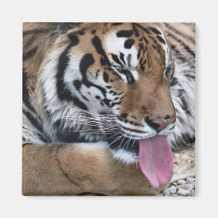 Imán lengua del tigre