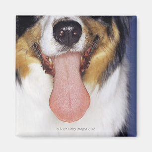 Imán Lengua que menea del collie
