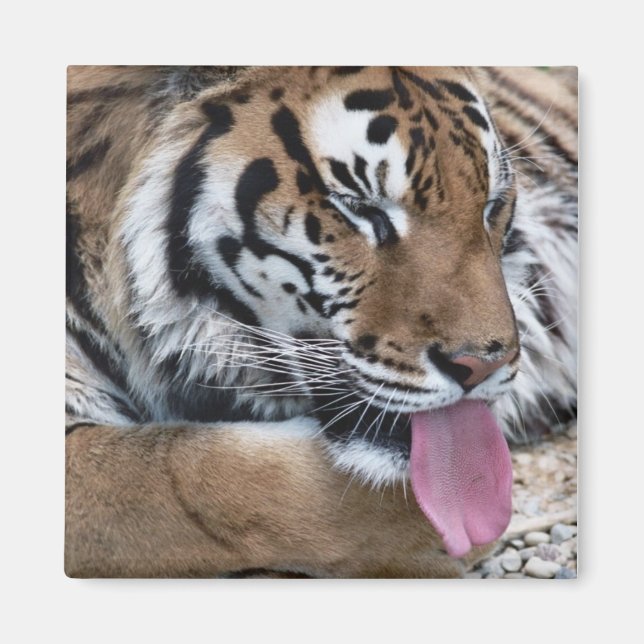 Imán lengua tigre (Frente)