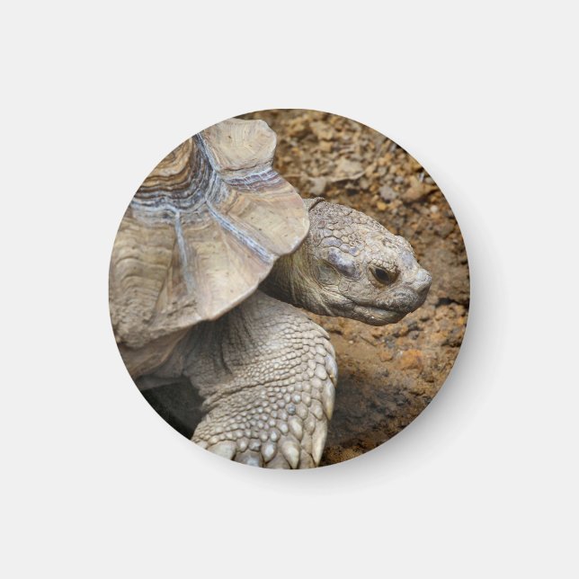 Imán Lento (Frente)