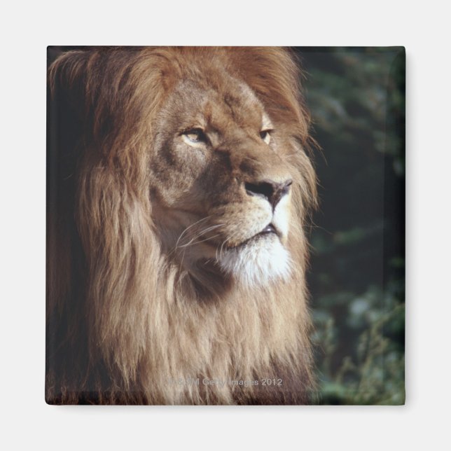 Imán león (Frente)