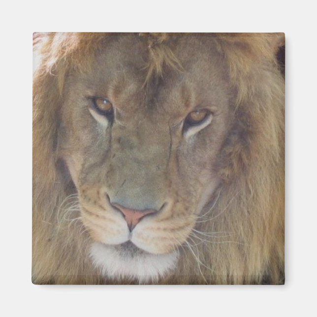 Imán León (Frente)