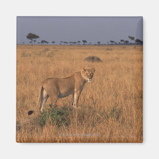 Imán León (Frente)