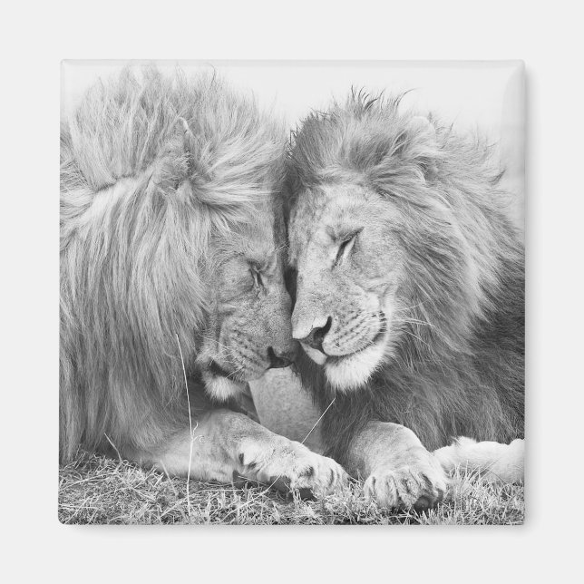 Imán León (Frente)