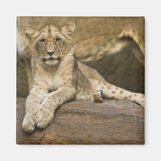 Imán León (Frente)