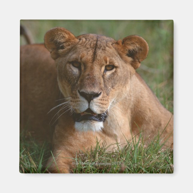 Imán León (Frente)