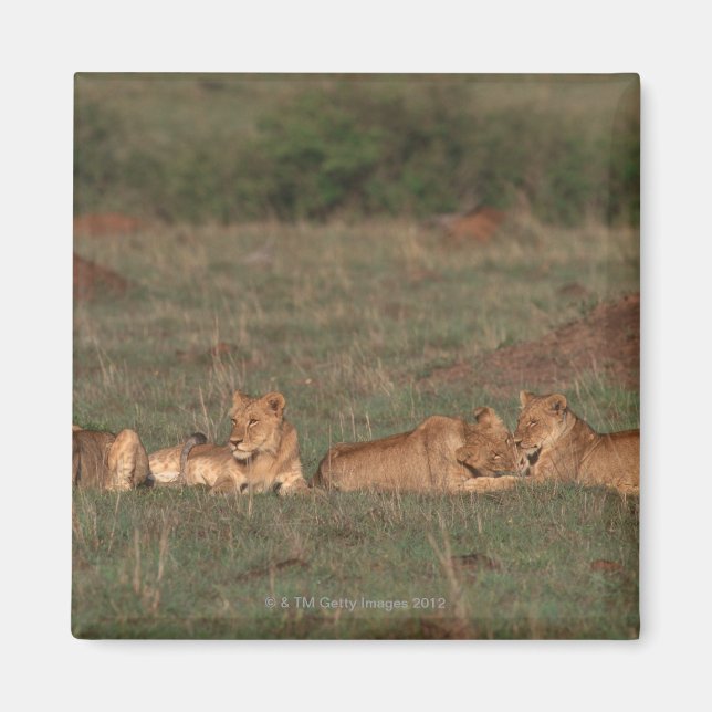 Imán León 4 (Frente)