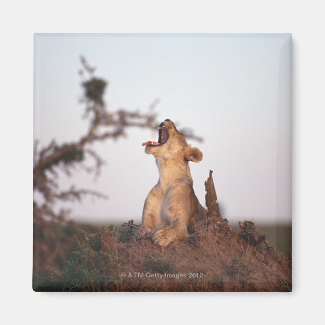 Imán León 7 (Frente)