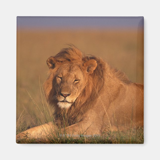 Imán León 8 (Frente)