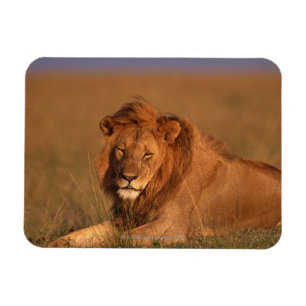 Imán León 8