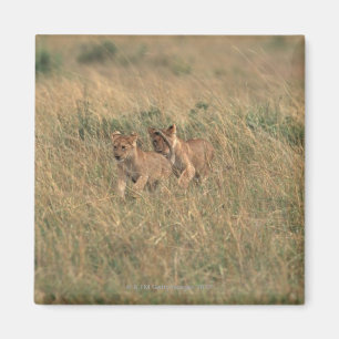 Imán León 9