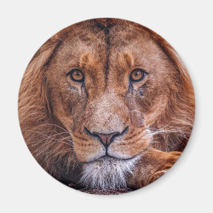 Imán León africano