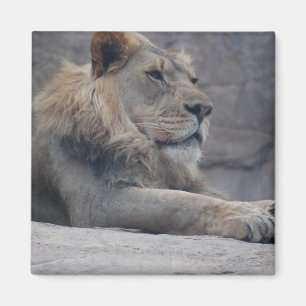Imán León africano