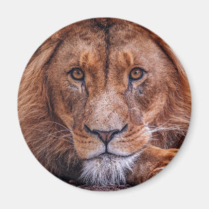 Imán León africano