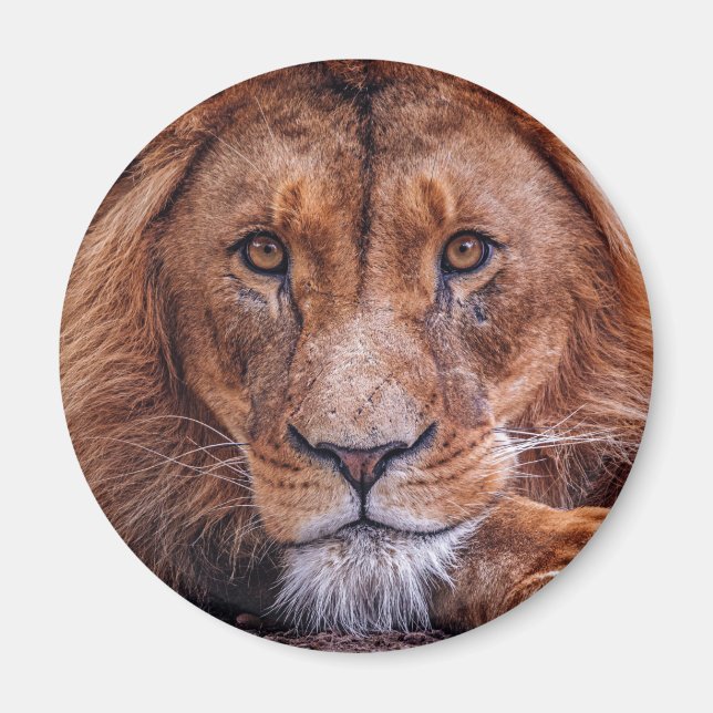 Imán León africano (Frente)